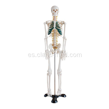 Esqueleto de 85cm con nervios espinales